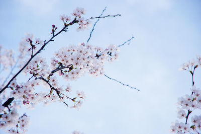 Low angle view of cherry blossoms in spring