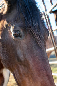 Close-up of horse