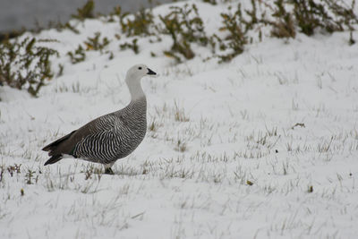 Bird on snowy field during winter