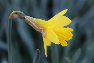 Close-up of yellow flower