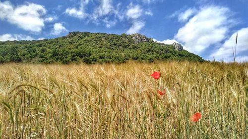 Scenic view of agricultural field against sky