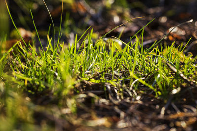 Close-up of grass in water