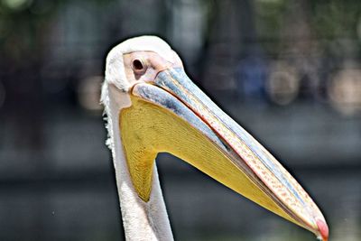 Close-up of a bird