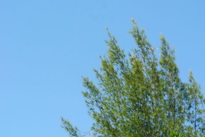 Low angle view of tree against clear blue sky