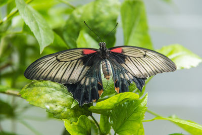 Close-up of butterfly perching on plant