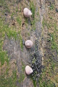 Plants growing on field