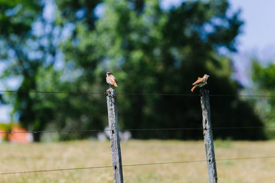 Bird perching on a fence
