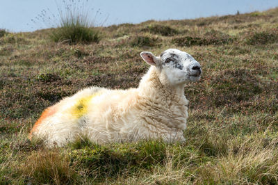 Side view of sheep on field