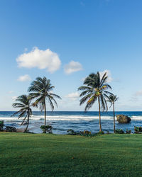 Palm trees on beach against sky