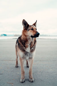 Dog standing on beach