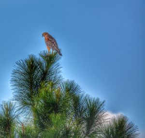 Low angle view of bird perching on tree against blue sky