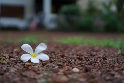 Close-up of white flowering plants on field