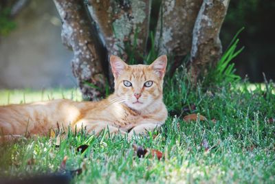 Portrait of ginger cat lying on grass