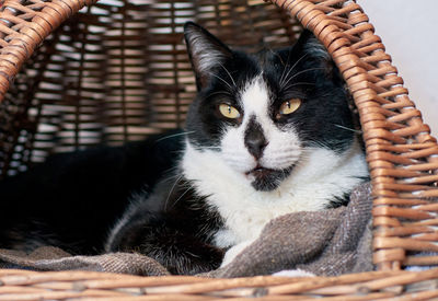 Close-up portrait of a cat