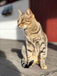 Close-up of tabby sitting on floor