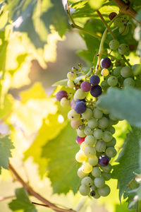 Close-up of grapes growing in vineyard