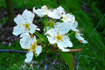 Close-up of white flowers