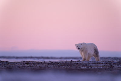 Male polar bear on tundra at dawn