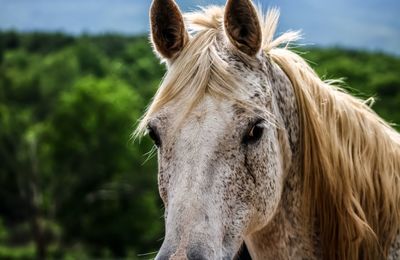 Close-up of a horse