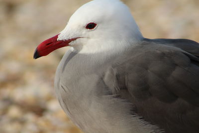 Close-up of seagull perching at beach