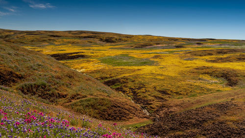 Scenic view of grassy field against sky