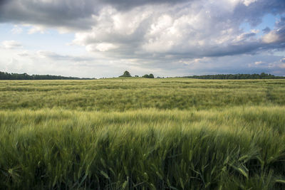 Scenic view of agricultural field against sky