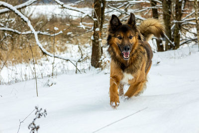 Dog running in snow covered land