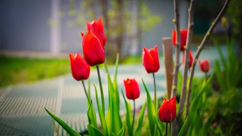 Close-up of red tulips