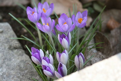 Close-up of purple flowers blooming