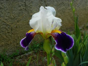 Close-up of purple flower