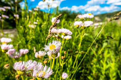 Close-up of flowers blooming outdoors