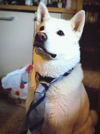 Close-up of a dog looking away