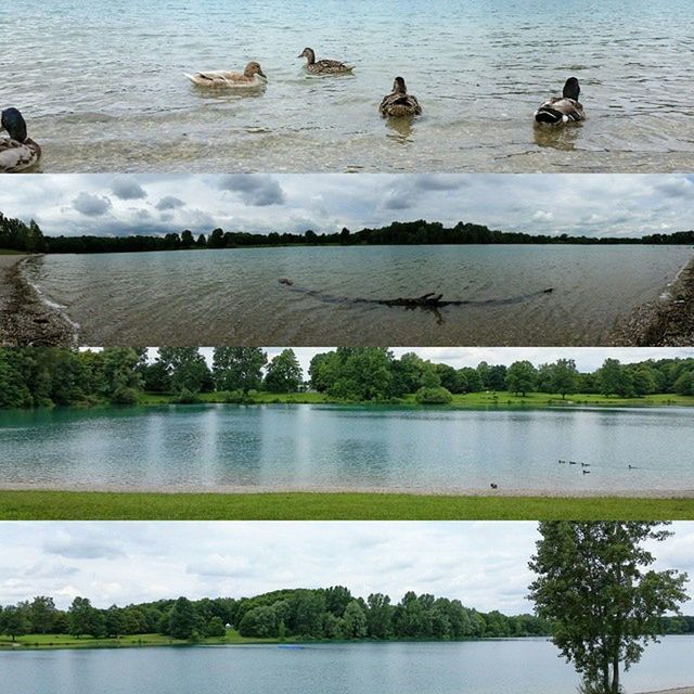 water, bird, animal themes, animals in the wild, wildlife, lake, swimming, nature, duck, flock of birds, high angle view, swan, reflection, rippled, medium group of animals, day, river, waterfront, tree