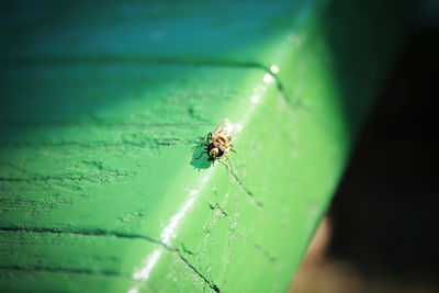 Close-up of spider on leaf