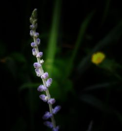 Close-up of purple flowers