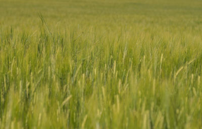 Scenic view of wheat field
