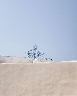 Low angle view of tree against clear sky