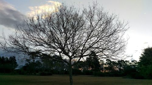 Bare trees on grassy field