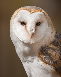 A british barn owl portrait