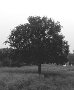 Trees on field against clear sky