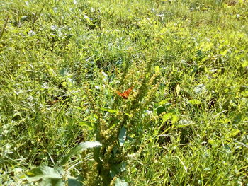 High angle view of flowering plants on field