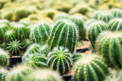 Beautiful cactus in flowerpot with sunlight for background and texture.