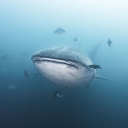 Fish swimming in sea