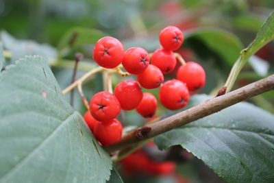 Close-up of cherries on tree