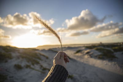 Close-up of plant against sky at sunset