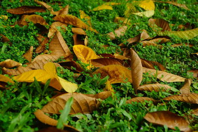 Close-up of yellow maple leaves on field