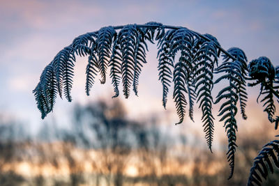 Close-up of snow on field during sunset