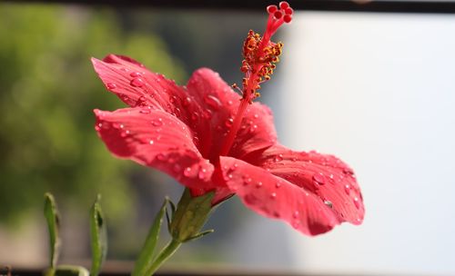 Close-up of wet red hibiscus flower