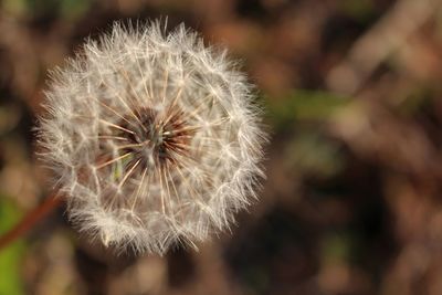 Close-up of dandelion flower