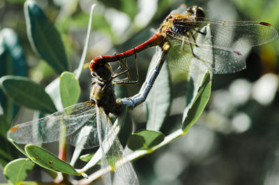 Close-up of insect on leaf